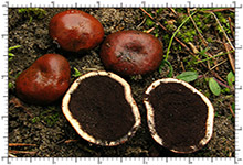 Elaphomyces granulatus